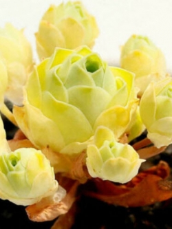 กรีโนเวีย (Greenovia Aurea) สีเหลือง) / 100 เม็ด