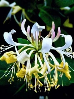 สายน้ำผึ้ง (Honeysuckle) / 50 เม็ด (Malaysia)