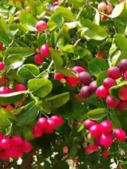 ต้นมะนาวโห่ สูง 20-30 ซ.ม. / ต้น (P2S)