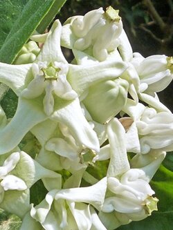 ต้นรัก ดอกสีขาว สูง 30-50 ซม. / ต้น