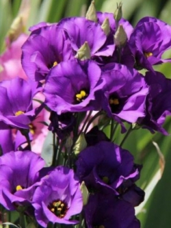 ไลซิแอนทัส (Lisianthus - Florida Blue F1) / 5 เม็ด (Ukraine)