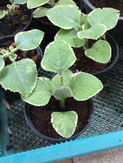 ต้นหูเสือด่าง กระถาง 4 นิ้ว / ต้น