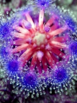 หยาดน้ำค้าง สีน้ำเงิน (Blue Sundew) / 100 เม็ด