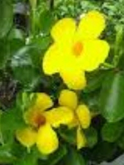 ต้นอมรเบิกฟ้า สีเหลือง กระถาง / ต้น