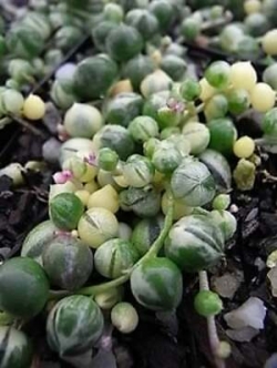 สร้อยไข่มุก (String of Pearls) ด่าง สามสี / 100 เม็ด