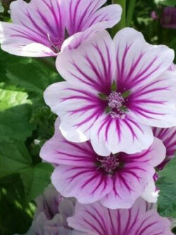 มาลโลว์ (Mallow / Malva sylvestris Zebrina) สีม่วง / 70 เม็ด (UK)