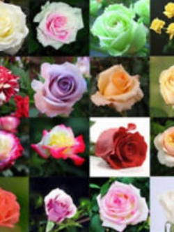 กุหลาบ (Rose) คละสี / 50 เม็ด (นอก)