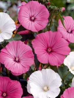 ชบาฝรั่ง (Rose Mallow) คละ / 150 เม็ด (UK)