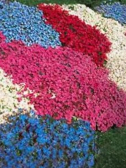 ร็อคคริส (Rock Cress) คละ / 50 เม็ด