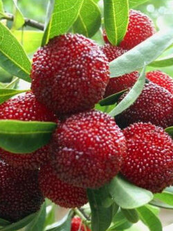 หยางเหมย / ยัมเบอรี่ (Yangmei / Yumberry) แดง / 10 เม็ด (China)