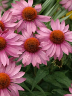 เอ็กไคนาเซีย (Echinacea) สีชมพู / 100 เม็ด