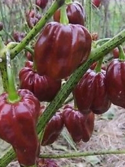 พริก Naga Viper สีช็อคโกแลต / 50 เม็ด (China)