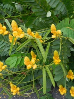 ชุมเห็ดเทศ หรือ ส้มเห็ด ขี้คาก ลับหมื่น / 300 เม็ด