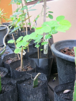 ต้นพญากาหลง ถุงดำ สูง 20-30 ซ.ม./ ต้น