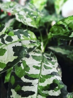 อโกลนีมา เสือพราน 3 สี (Aglaonema pictum tricolor) / เม็ด (UK)