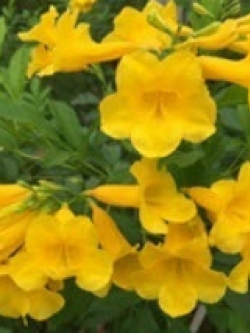 ทองอุไร เหลือง (Yellow bell / yellow elder) / 20 เม็ด (ไทย)