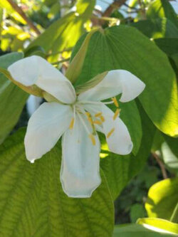 เสี้ยวดอกขาว / 10 เม็ด (Sri Lanka)