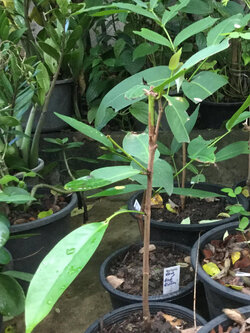 ต้นชมพู่หวานอินโด สูง 35-50 ซ.ม.