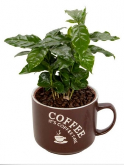 กาแฟอาราบิก้า (Arabica coffee) / 10 เม็ด (UK)*