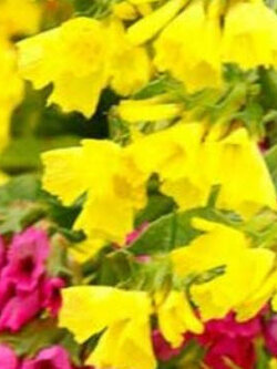 สแตติส (Statice) เหลือง / 130 เม็ด (UK)