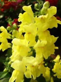 ดอกลิ้นมังกร (Snapdragon) ดอกใหญ่ สีเหลือง ต้นสูง / 2,000 เม็ด (Ukraine)