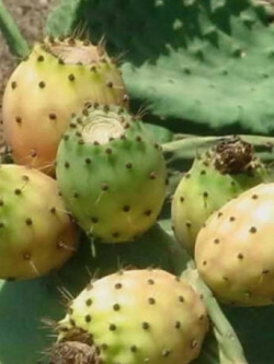 กระบองเพชรทานผล (prickly pear) เหลือง / 20 เม็ด (Malta)
