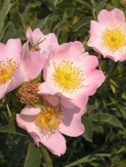 ด็อกโรส (Dog Brier Rose) สีชมพู / 10 เม็ด (USA)