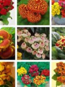 คาลซีโอลาเรีย (Calceolaria) คละ / 100 เม็ด (China)