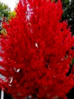 ต้นเมเปิ้ลแดง (Flame Maple Tree) / 10 เม็ด (นอก)