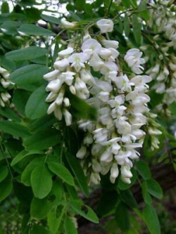 แบล็ค โลคัส (Black locust) / 50 เม็ด (Portugal)