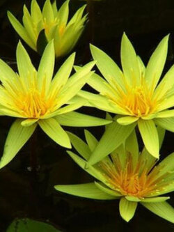 บัวเหลืองกลีบเรียว / 100 เม็ด