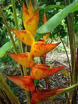 เฮลิโคเนีย (Heliconia champneiana - Splash) / 5 เม็ด (Portugal)