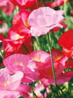 คอร์น ป๊อปปี้ (Corn Poppy) สีชมพู-แดง / ซอง 100 เม็ด