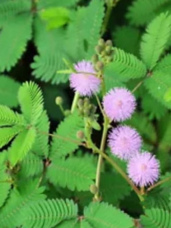 ไมยราบ (Sensitive plant) ใบสีเขียว / 50 เม็ด (นอก)