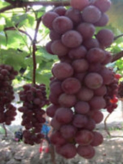 องุ่นแดงเคียวโฮ / 5 เม็ด (นอก)