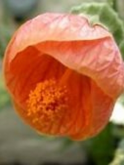 ชบาโคมสีส้ม / 5 เม็ด (USA)