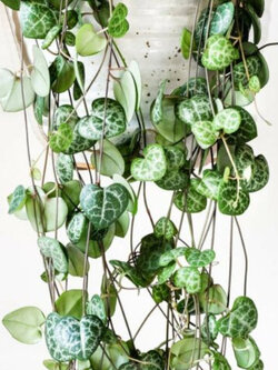 สายป่านดวงใจ (Chain of Heart) ใบเขียว / 10 เม็ด (นอก)