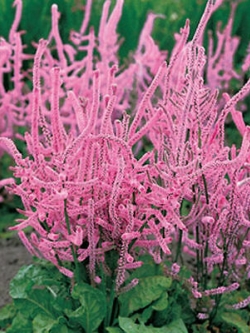 สแตติส ชมพู (Pink Statice) / 0.1 กรัม (Ukraine)