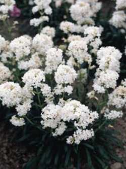 ลิชนิส (Lychnis / Viscaria - Snowstar) ขาว / 400 เม็ด (USA)