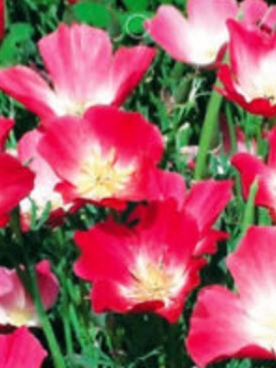 แคลิฟอร์เนียป๊อปปี้ (California Poppy) คละ แบบ C / ซอง 50 เม็ด