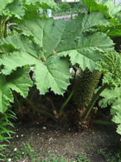ไจแอนท์ รูห์บาบ (Giant Rhubarb) / 25 เม็ด (UK)