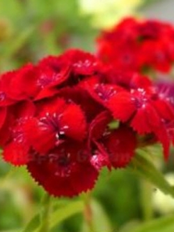 สวีทวิลเลี่ยม / ผีเสื้อช่อ (Sweet William) แดง / 1,000 เม็ด (UK)