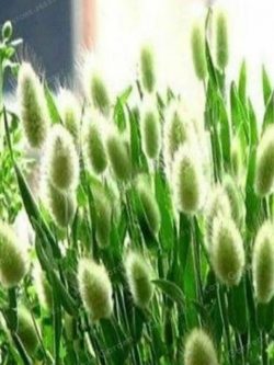 หญ้าหางกระต่าย (Rabbit Tail) สีเขียว / 100 เม็ด