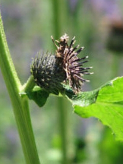 บัวหิมะ (Snow lotus / Saussurea) / 20 เม็ด (India)
