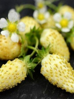 สตรอเบอรี่ สโนไวท์ (Strawberry - Snow White) / 70 เม็ด (Ukraine)