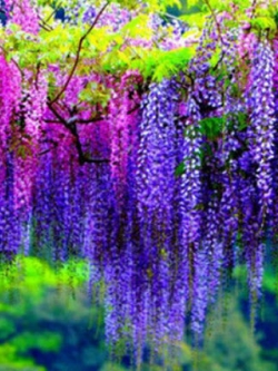 วิสเทอเรีย (Wisteria) คละสี / 12 เม็ด