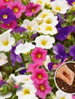 คาลิบราโคว์ - คาบลูม (Calibrachoa - Kabloom) คละ / 100 เม็ด