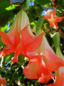 ลำโพง สีแดง / 40 เม็ด