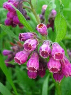 คอมเฟรย์ พืชสมุนไพร (Comfrey / Symphytum Officinale) / 25 เม็ด (UK)*