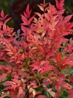 นันเตง หรือไม้ไผ่สวรรค์ (Nandina Domestica) / 5 เม็ด (France)